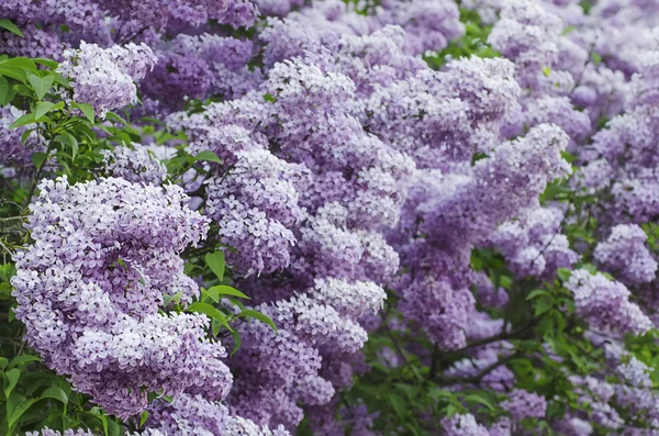 Spring lilac flowers — Stock Photo, Image