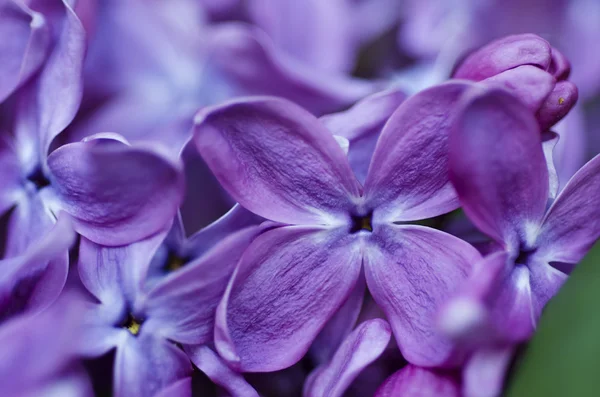 Lilac flowers background — Stock Photo, Image