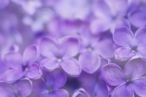 Abstrakter floraler Hintergrund — Stockfoto