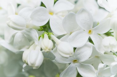 Leylak çiçekleri arka plan