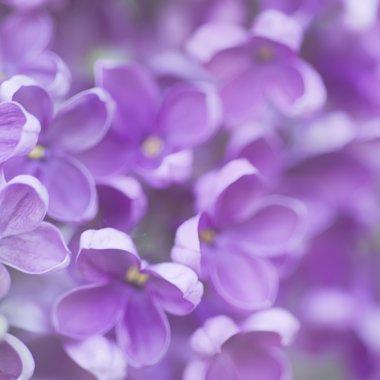 soyut çiçek arkaplanı