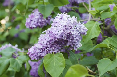 Bahar leylak çiçekleri