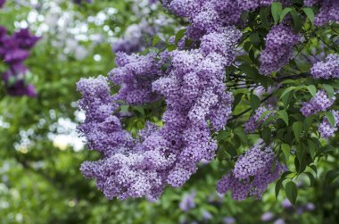 Bahar leylak çiçekleri