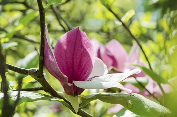 Magnolia bloemen — Stockfoto