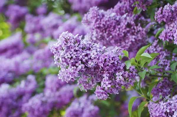 Spring lilac flowers — Stock Photo, Image