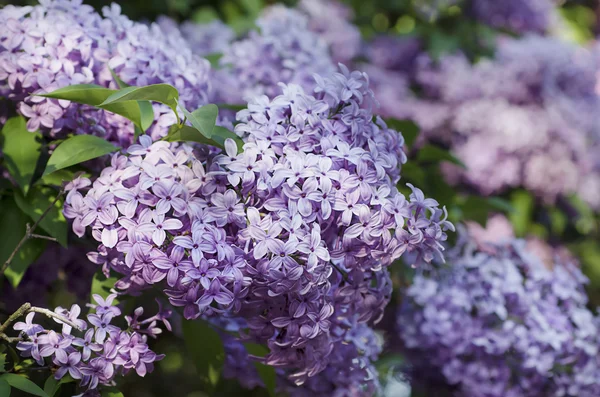 Primavera flores lila — Foto de Stock