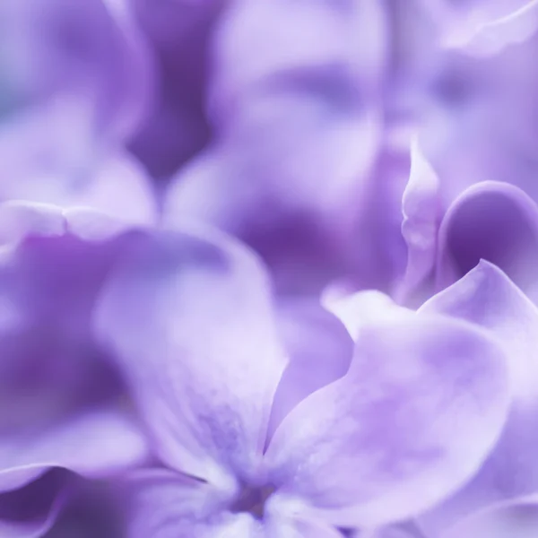 Fond floral abstrait — Photo