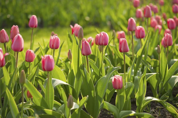 Roze mooie tulpen — Stockfoto