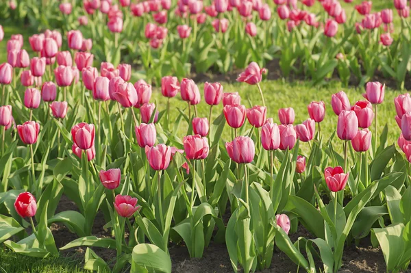 Roze mooie tulpen — Stockfoto