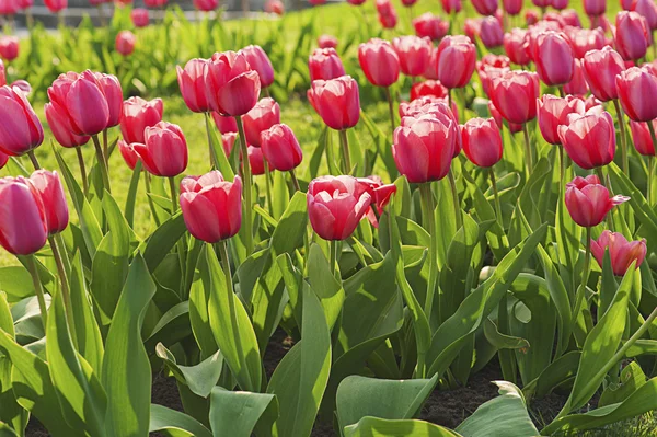 Roze mooie tulpen — Stockfoto