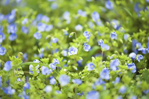 Olvídame de las flores. —  Fotos de Stock