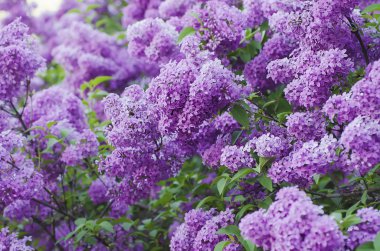 Bahar leylak çiçekleri