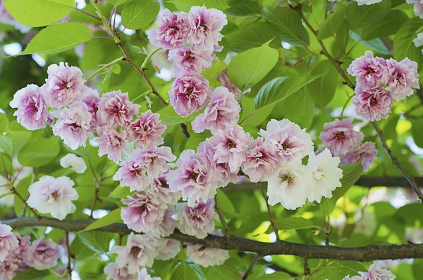 Sakura çiçek çiçek — Stok fotoğraf