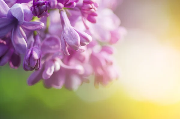 Fondo de flores lila — Foto de Stock