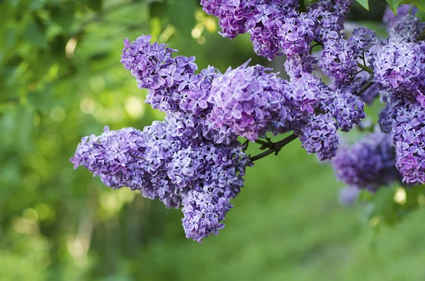 春のライラックの花 — ストック写真