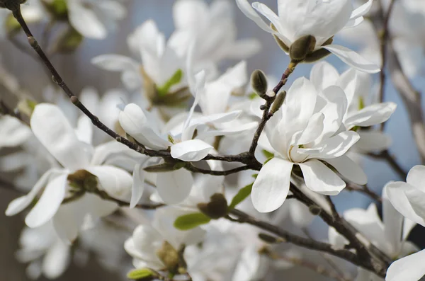 Magnolia λευκά λουλούδια — Φωτογραφία Αρχείου