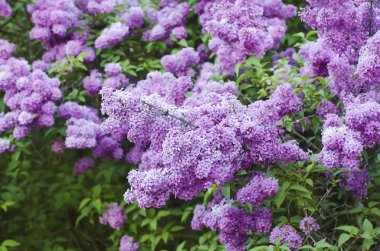 Bahar leylak çiçekleri