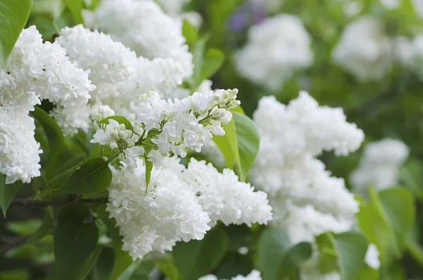 紫丁香花枝条 — 图库照片