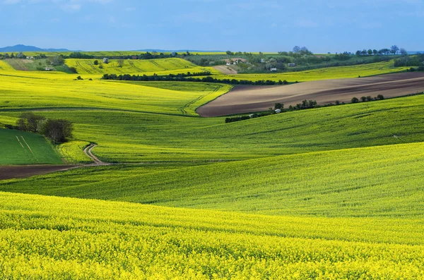 Campos amarelos de colza na primavera — Fotografia de Stock