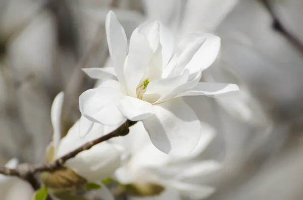 Magnolia flores brancas — Fotografia de Stock