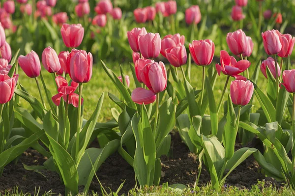 Pink beautiful tulips — Stock Photo, Image