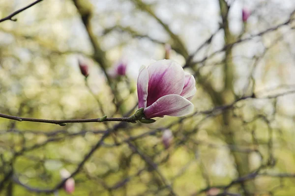 Magnolia flowers — Stock Photo, Image