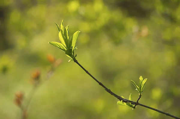 Сонячний зелене листя — стокове фото