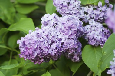 Bahar leylak çiçekleri