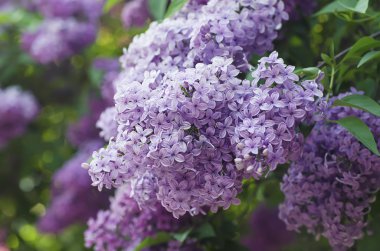 Bahar leylak çiçekleri