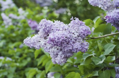 Bahar leylak çiçekleri