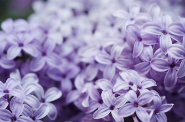 soyut çiçek arkaplanı