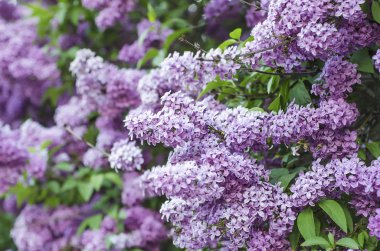 Bahar leylak çiçekleri