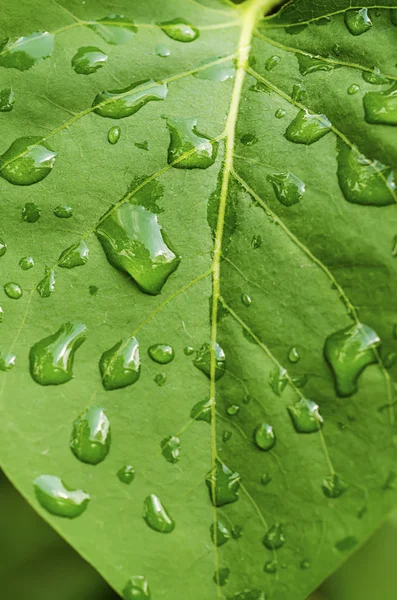 Grünes Blatt — Stockfoto