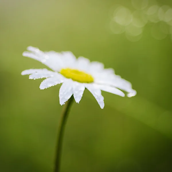 Divoké heřmánkové květy — Stock fotografie