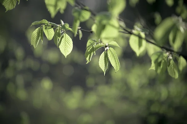 Zonnig groen blad — Stockfoto