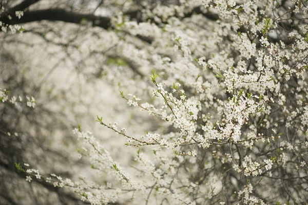 Plum bloemen — Stockfoto