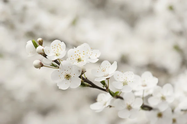 Apricot tree flower — Stock Photo, Image