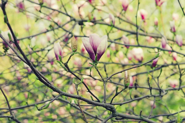 Magnolia fleurs — Photo