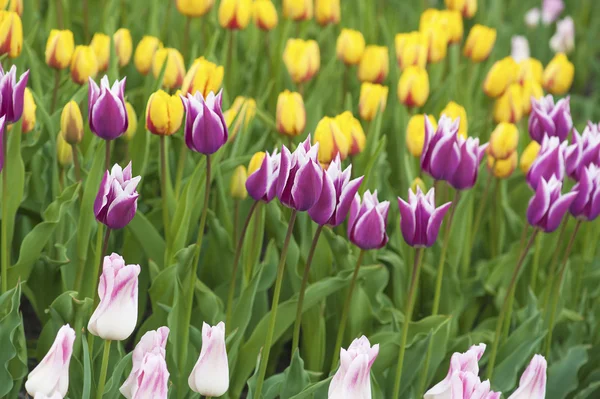 Multicolored tulips — Stock Photo, Image