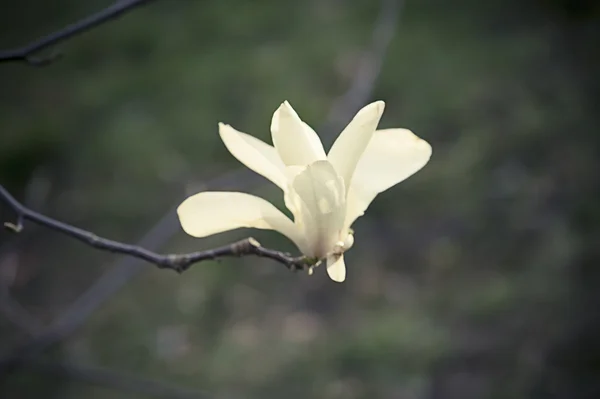 Magnolia flowers — Stock Photo, Image