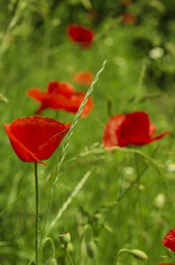 bir alandaki haşhaş