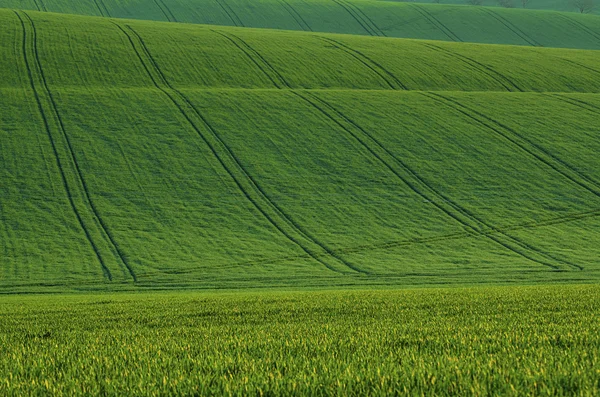 Erba verde campo sfondo — Foto Stock