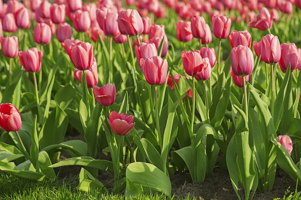 Rosa bei tulipani — Foto Stock