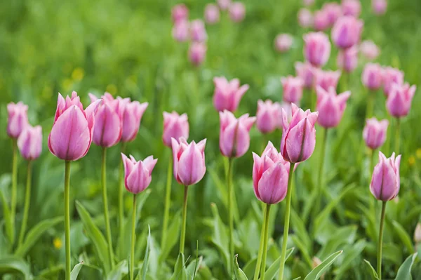 Roze mooie tulpen — Stockfoto