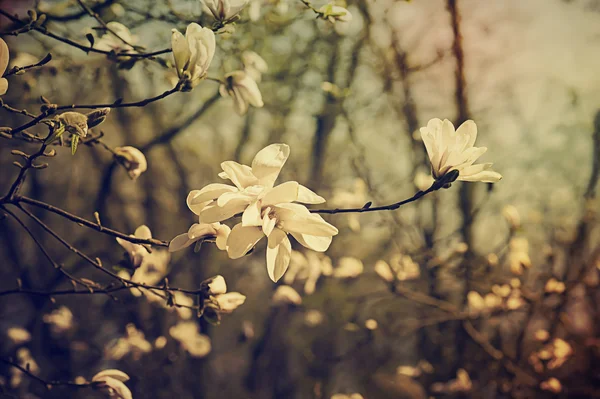 Magnolia blommor — Stockfoto