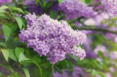 Bahar leylak çiçekleri