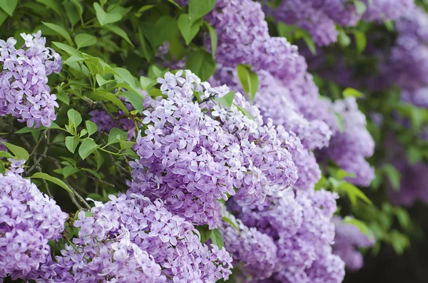 春のライラックの花 — ストック写真