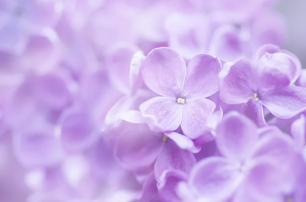 Abstrakter floraler Hintergrund — Stockfoto