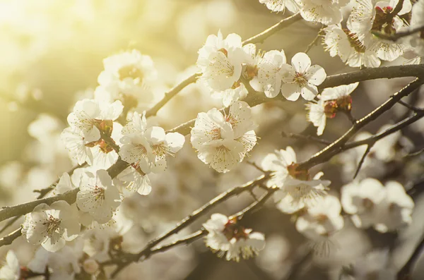 Marillenbaumblüte — Stockfoto