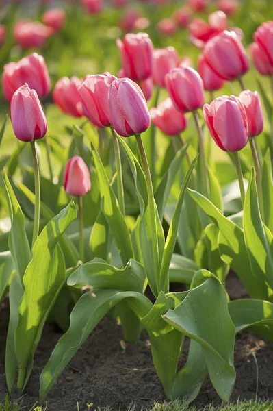 Roze mooie tulpen — Stockfoto